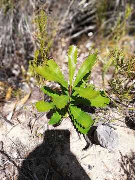 Image of Banksia integrifolia subsp. integrifolia