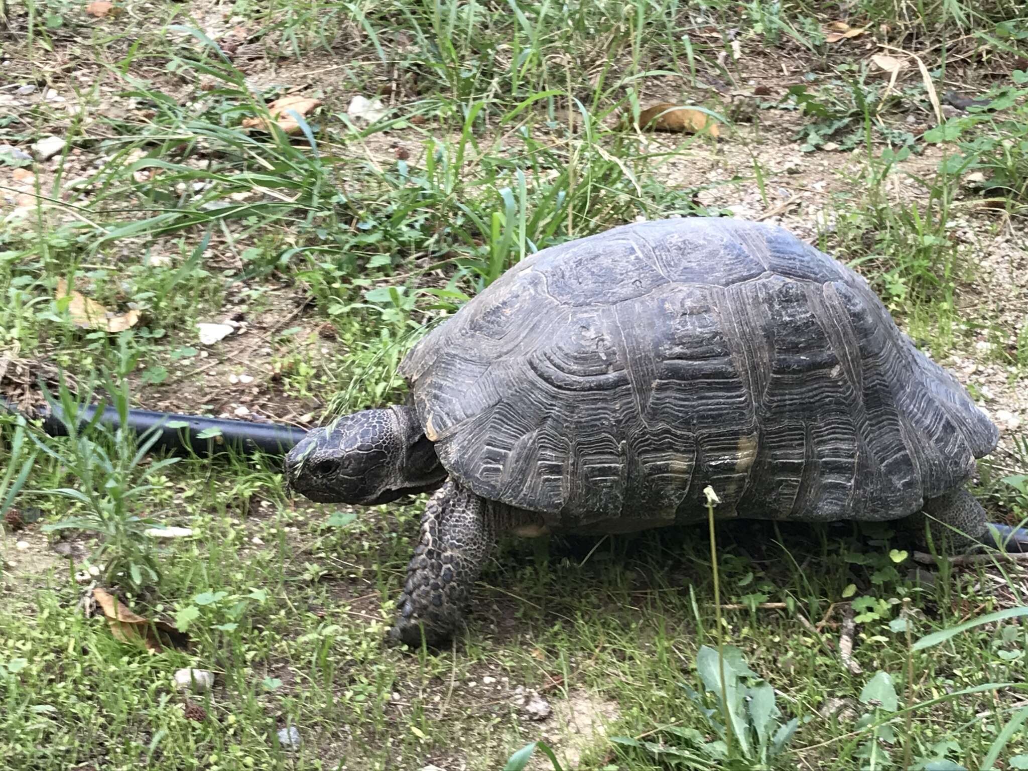 Image of Marginated Tortoise