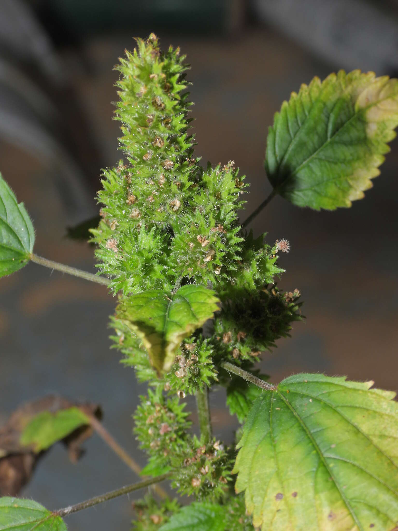 Image de Acalypha poiretii Spreng.