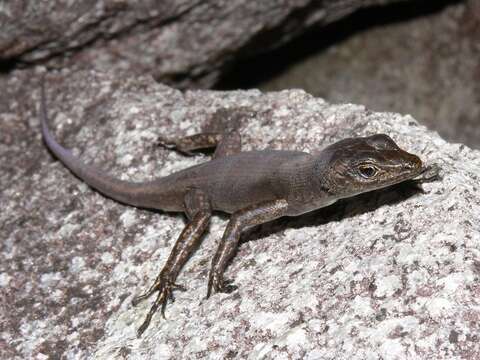 Image of Rainbow Rock Skinks