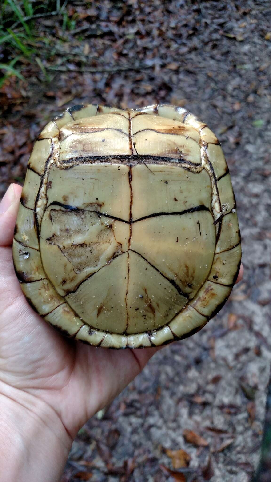 Image of Eastern box turtle