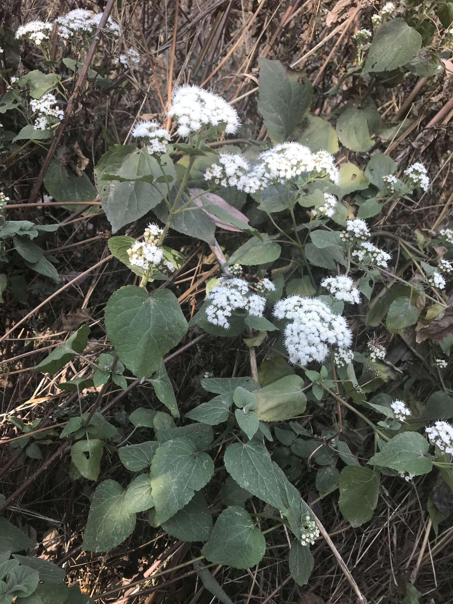 صورة Ageratina petiolaris (Mocino & Sesse ex DC.) R. King & H. Rob.