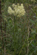 Image de Thalictrum lucidum L.