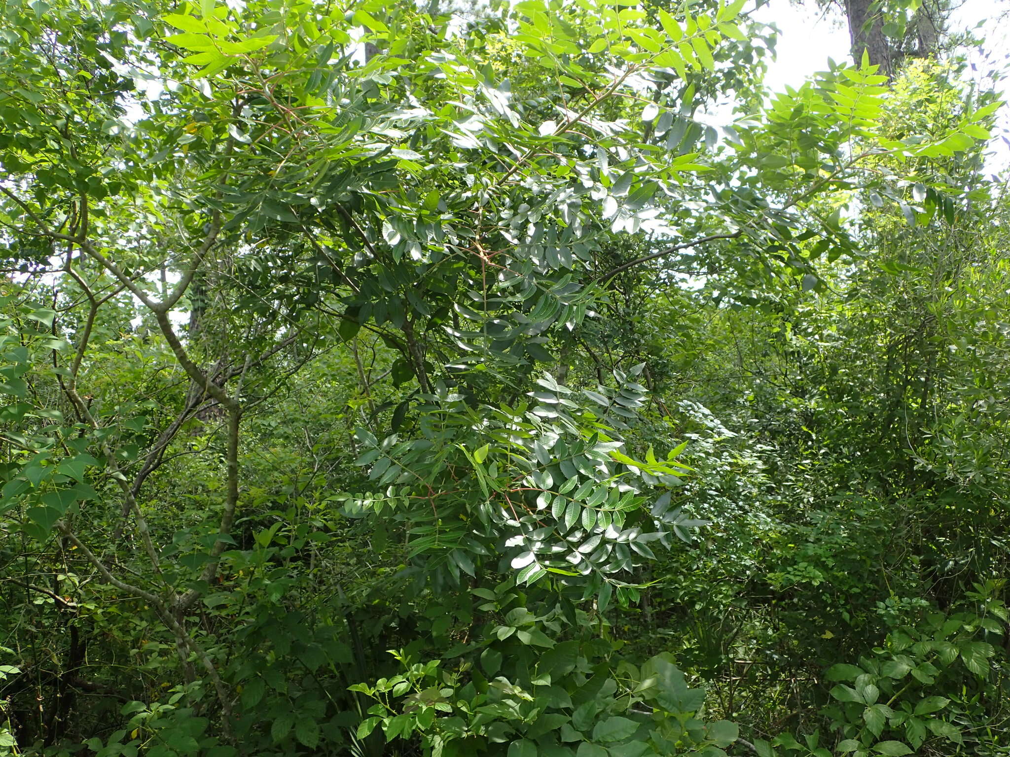 Rhus copallina L. resmi