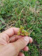 Image of tropical flatsedge