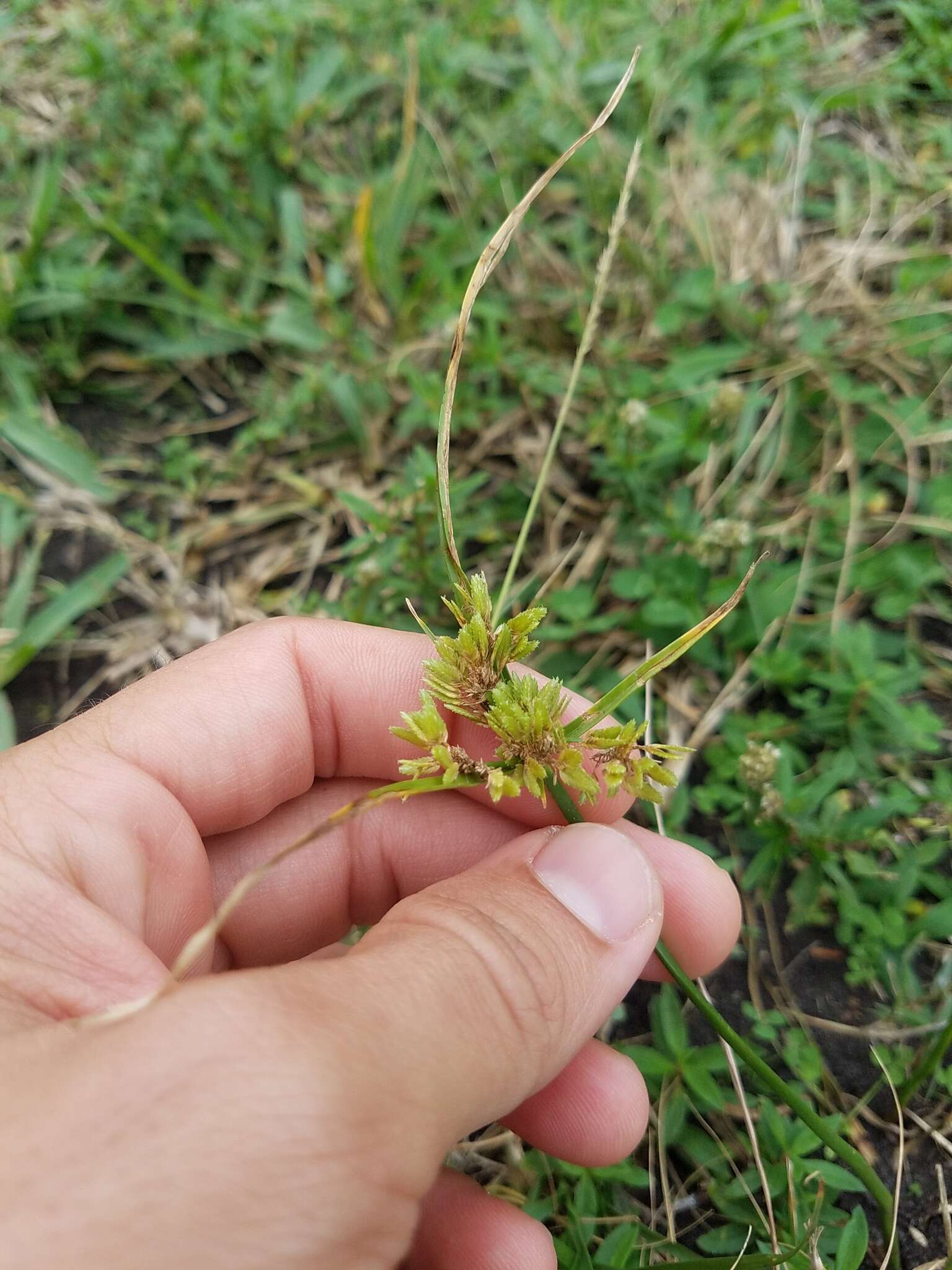 Plancia ëd Cyperus surinamensis Rottb.