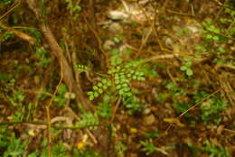 Слика од Sophora microphylla Aiton