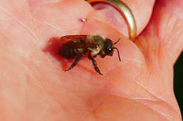 Image of Small-handed Leaf-cutter Bee