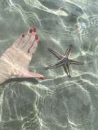 Image of Astropecten articulatus (Say 1825)