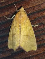 Image of Yellow Scallop Moth