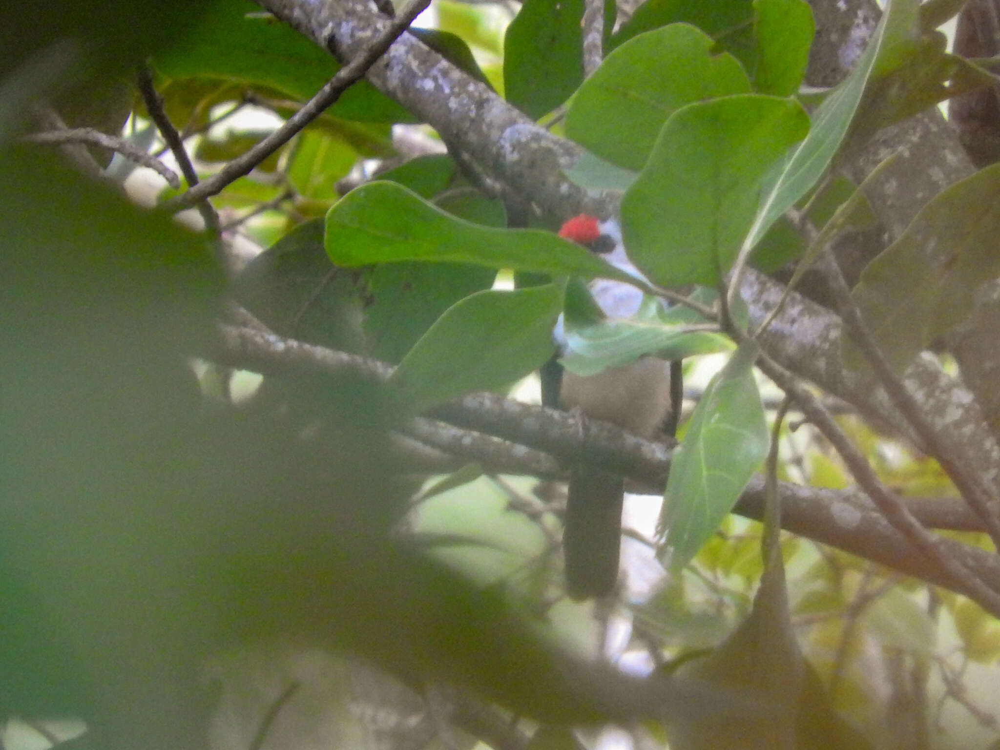 Image of Black-backed Barbet