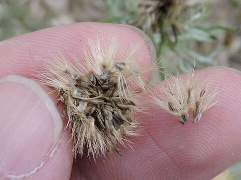 Слика од Isocoma coronopifolia (A. Gray) Greene