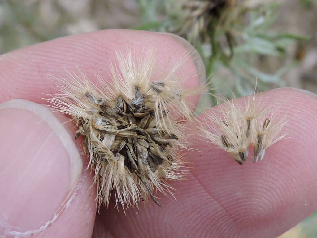 Isocoma coronopifolia (A. Gray) Greene的圖片