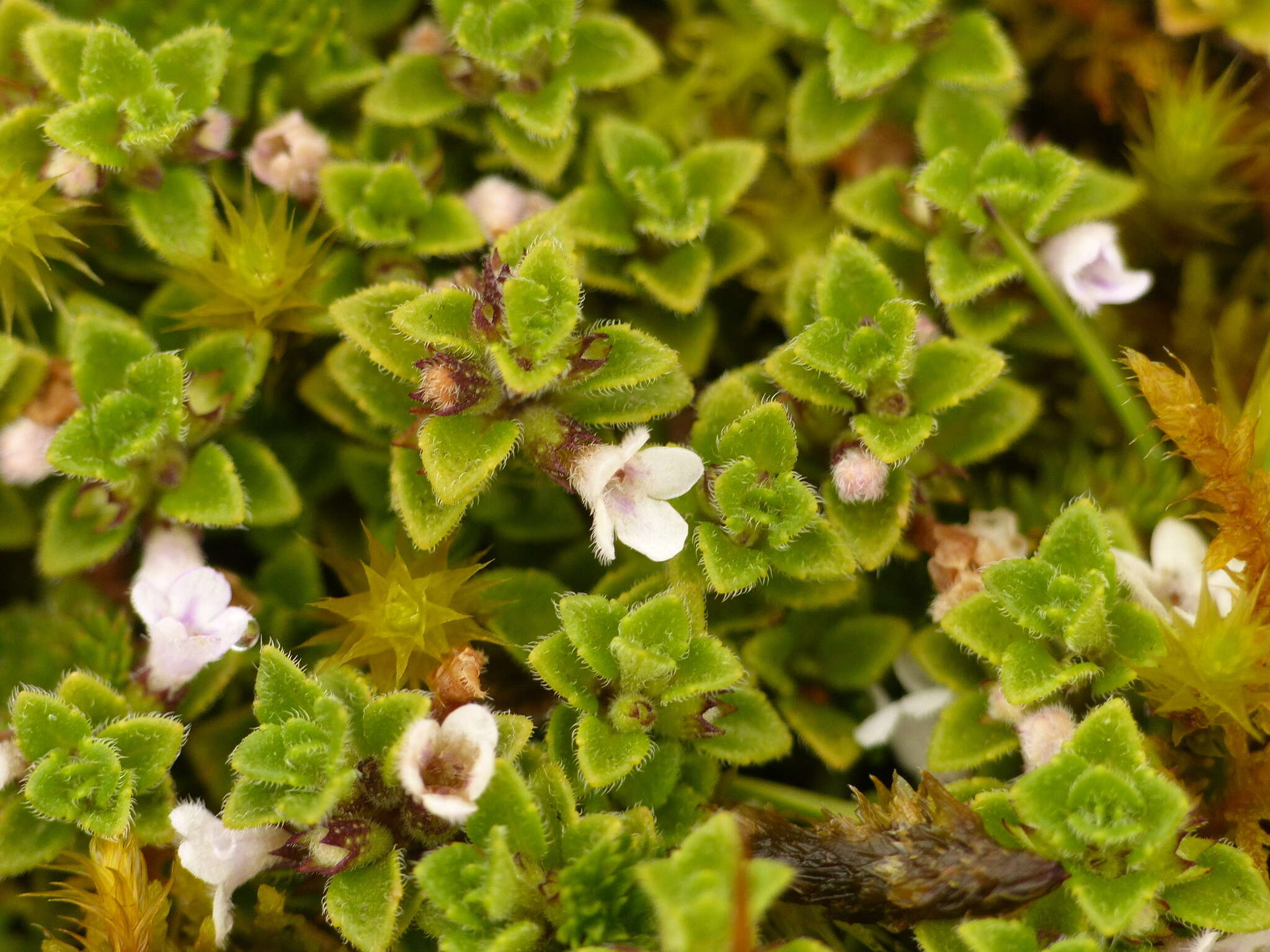 Image de Clinopodium nubigenum (Kunth) Kuntze