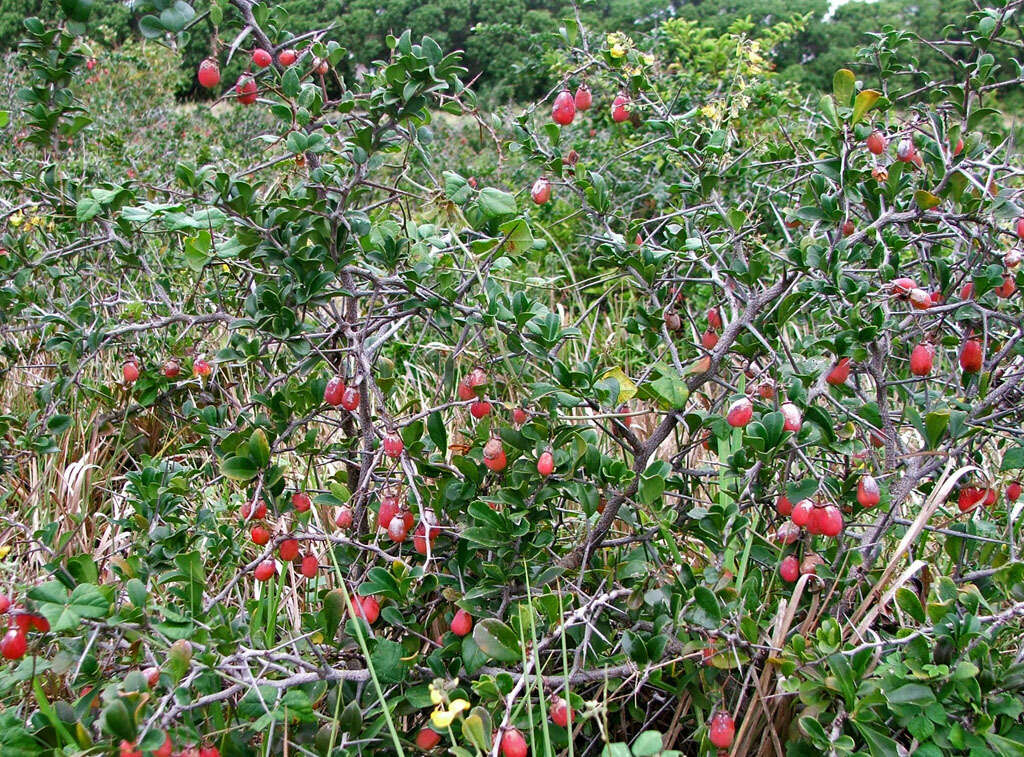 Image of Putterlickia pyracantha (L.) Szyszylowicz