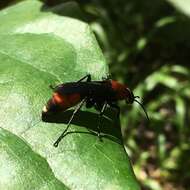 صورة Psorthaspis sanguinea (Smith 1855)