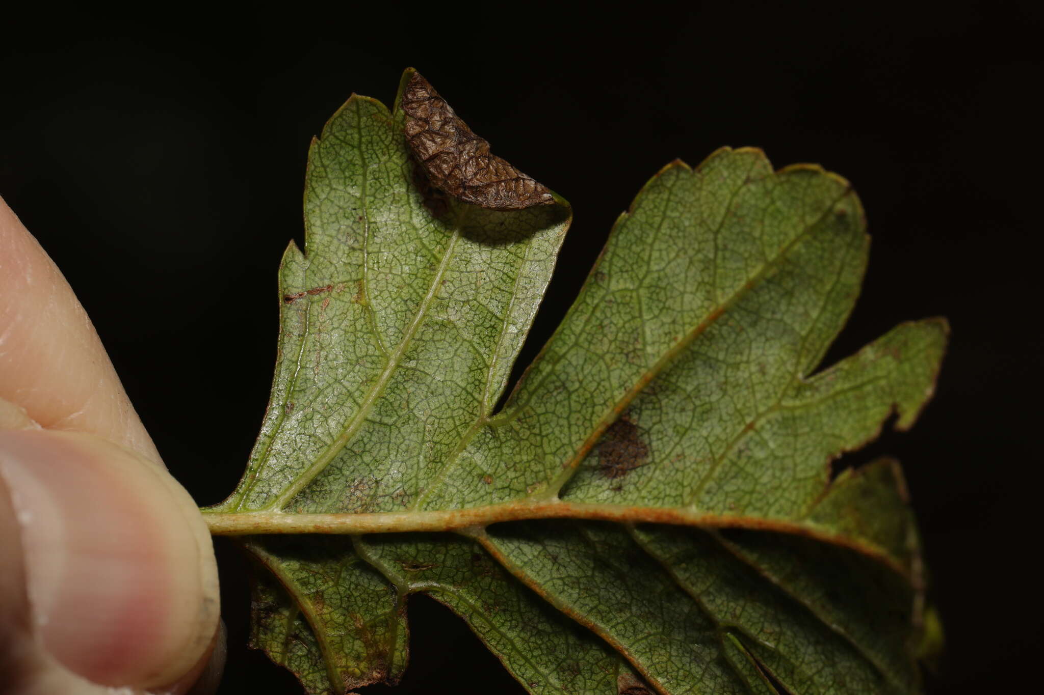 Image of Parornix anglicella (Stainton 1850)