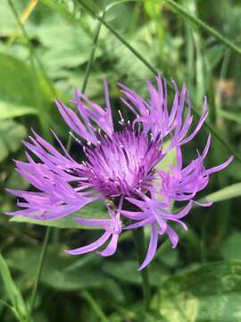 Image of Centaurea oxylepis (Wimm. & Grab.) Hayek