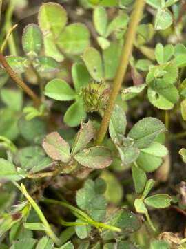 Image of whitetip clover