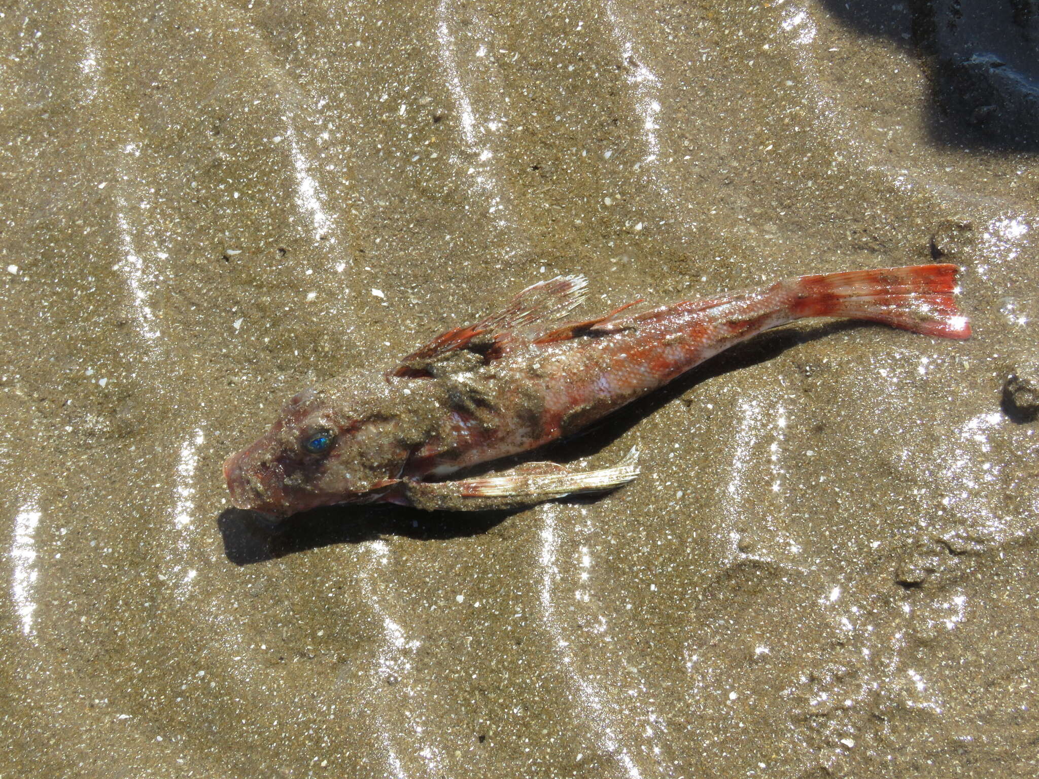 Image of Atlantic searobin