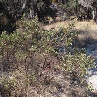 Image of pointleaf manzanita