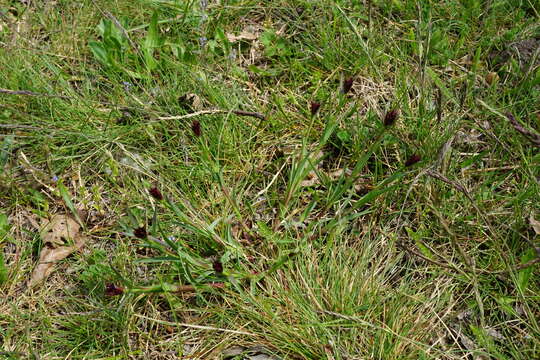 Image of Dianthus pontederae A. Kerner