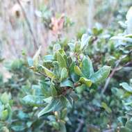 Image of Cedros Island Oak