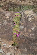 Imagem de Delosperma lavisiae L. Bol.