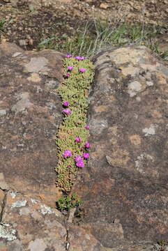 Image of Delosperma lavisiae L. Bol.