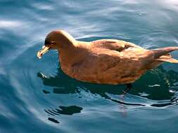 Image of Westland Black Petrel