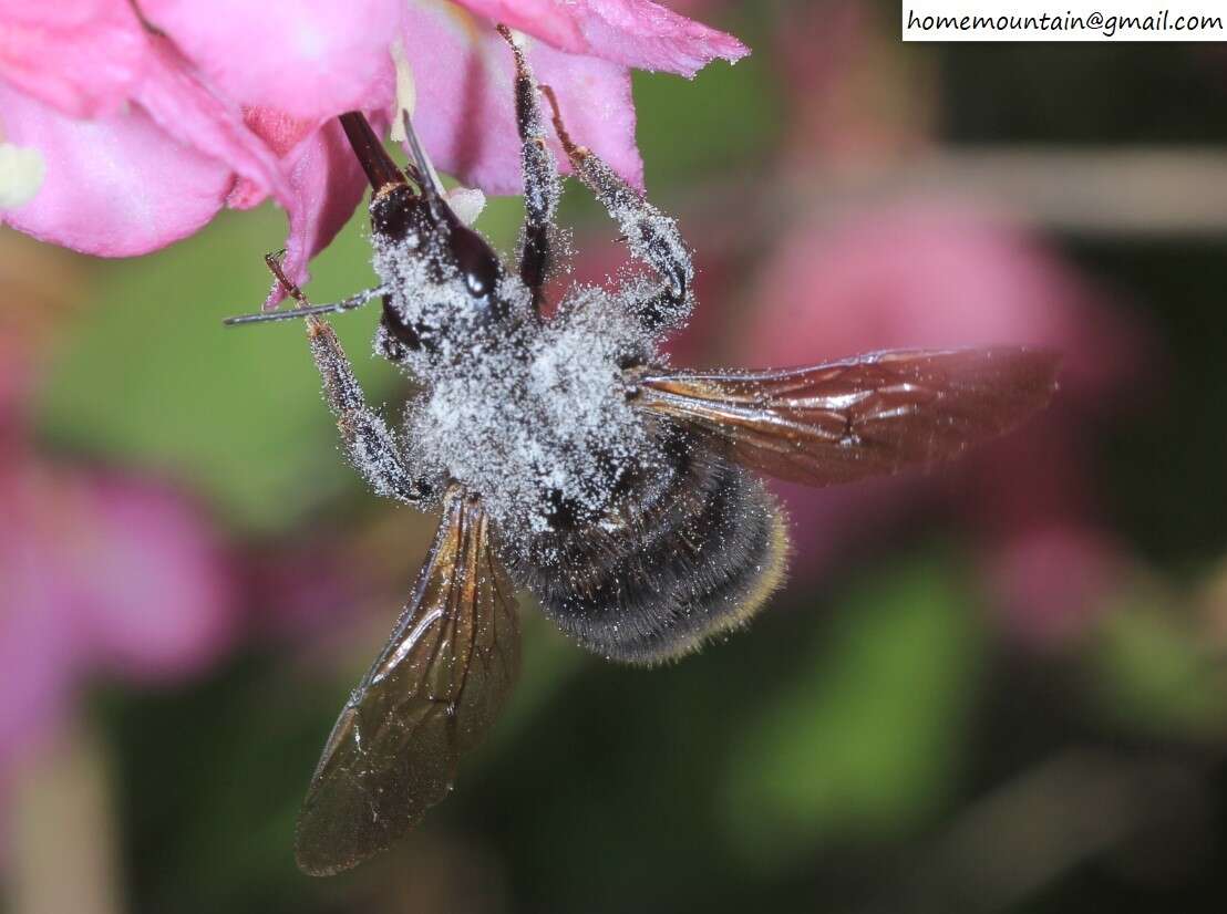 Image of Bombus koreanus (Skorikov 1933)