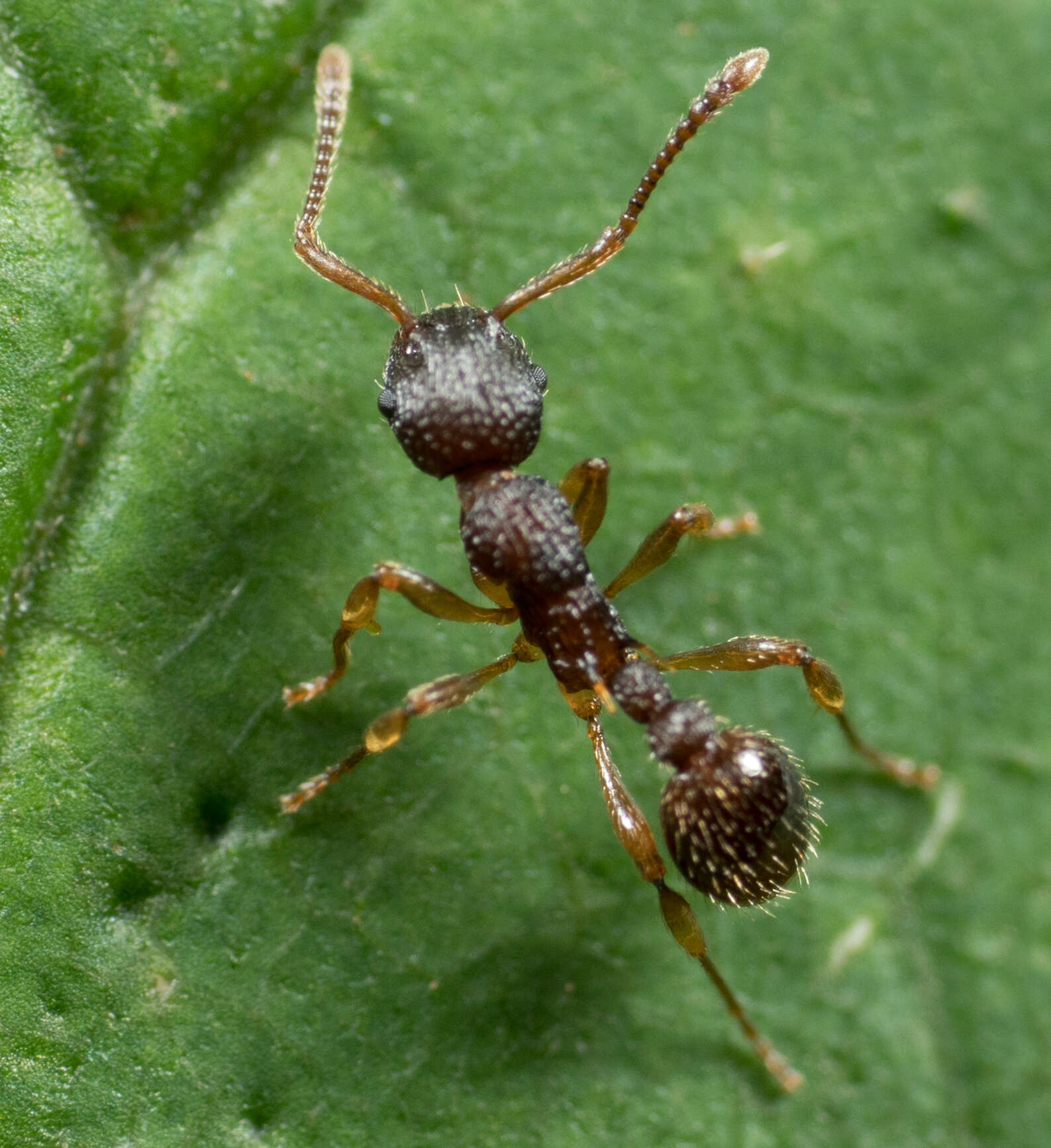 Image of Myrmica punctiventris Roger 1863