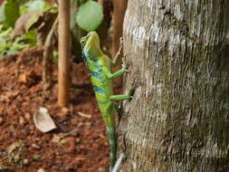 Image of Big Scaled Variable Lizard