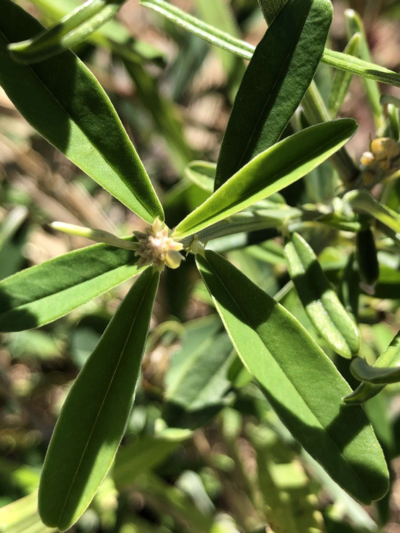 Image of Crotalaria lanceolata subsp. lanceolata