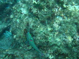 Image of Wounded wrasse