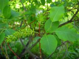 Image of Salix pyrolifolia Ledeb.