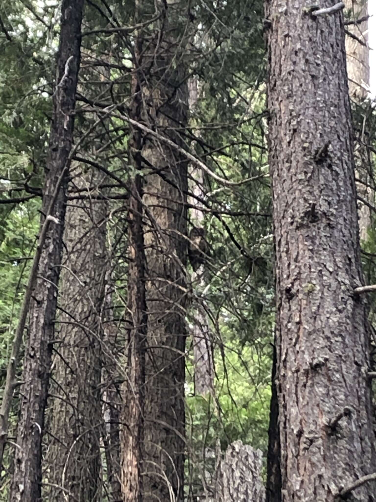 Image of California Spotted Owl