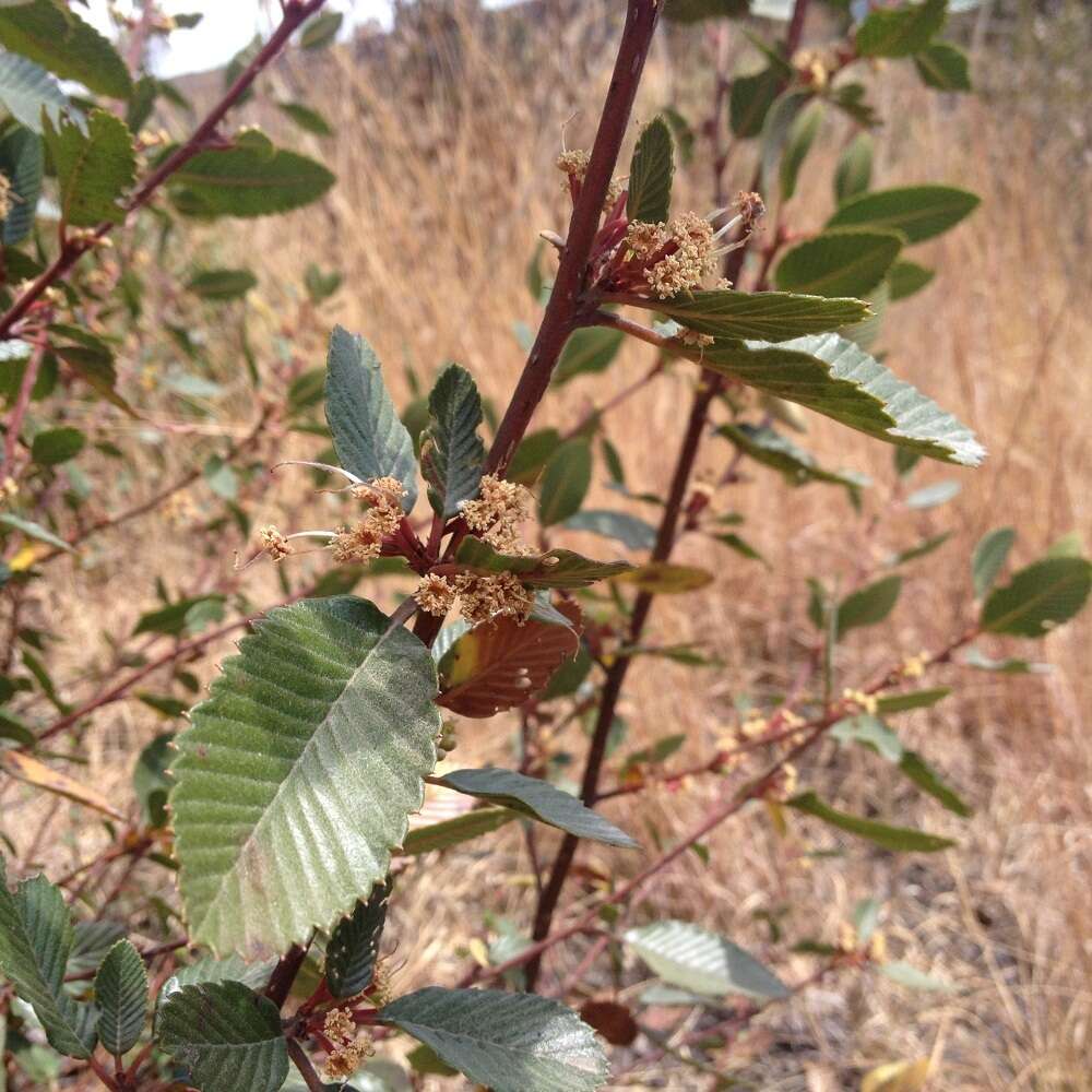 Cercocarpus macrophyllus C. Schneid.的圖片