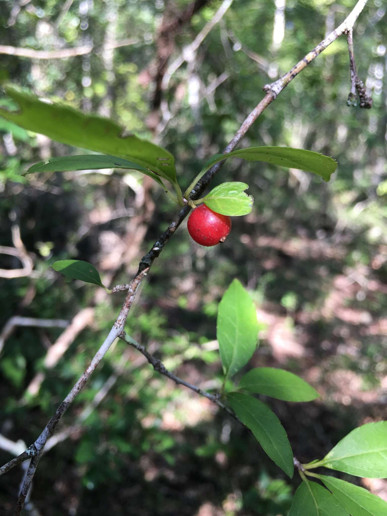 Image of Carolina holly