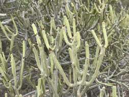 Image of Euphorbia fiherenensis Poiss.