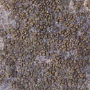Image of Zahlbruckner's peltula lichen