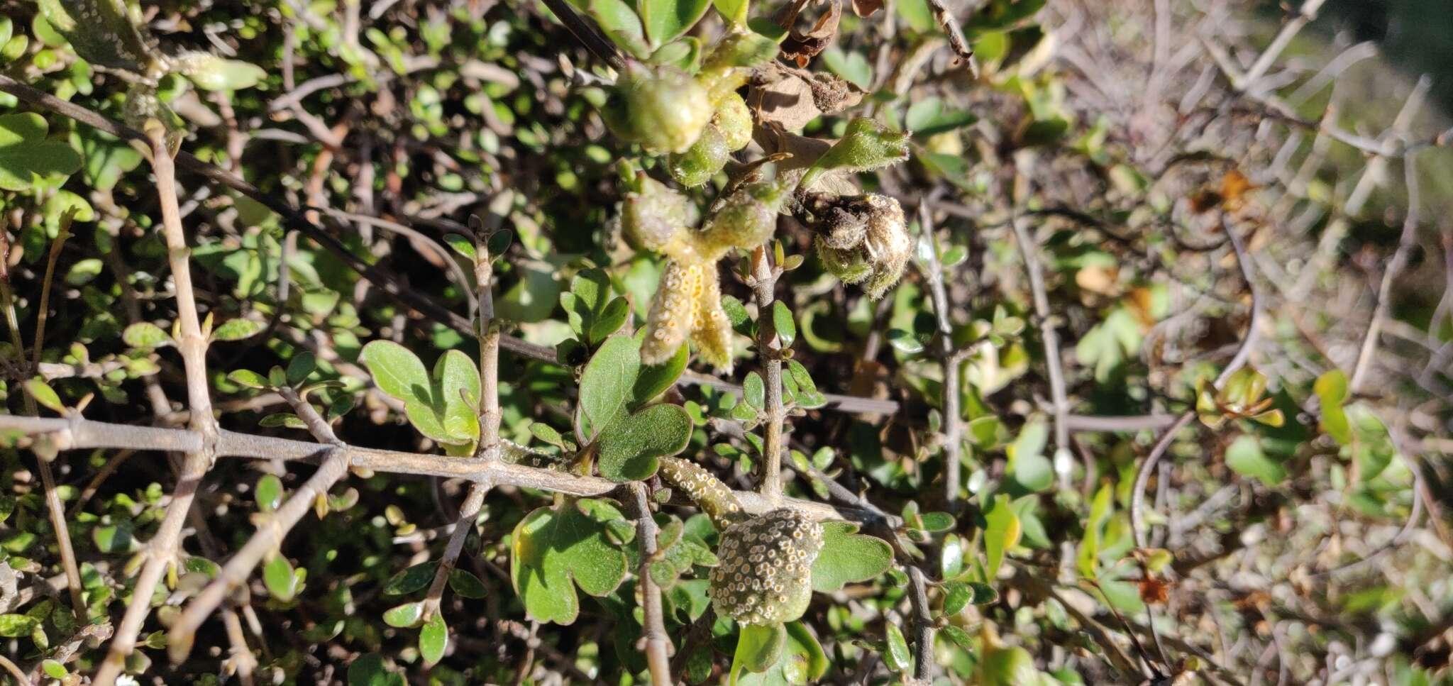 Image of Puccinia otagensis