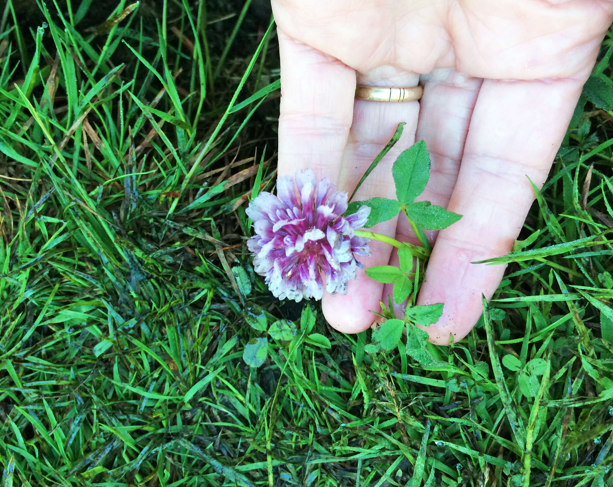 Image of cows clover