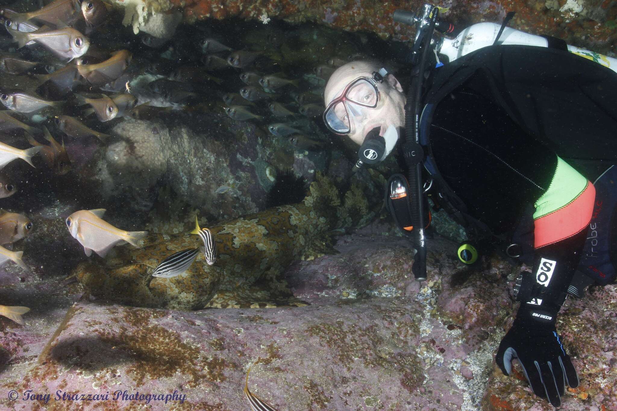 Image of Banded Wobbegong