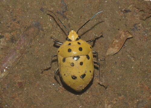 Image de Augocoris gomesii Burmeister 1835