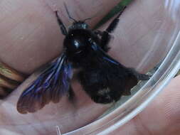 Image of Bombus pullatus Franklin 1913