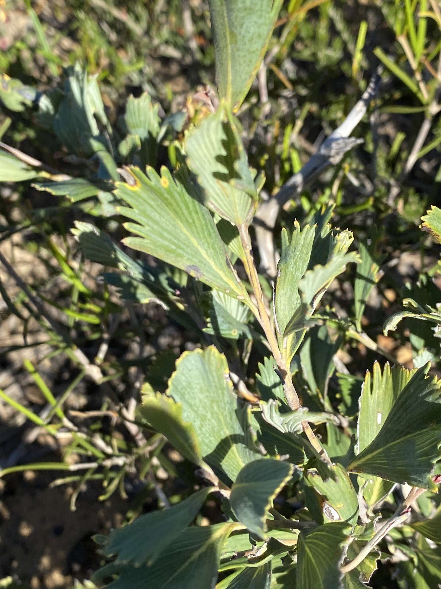 Image of Grevillea pectinata R. Br.