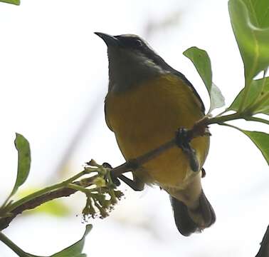 Coereba flaveola cerinoclunis Bangs 1901 resmi