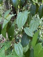 Image of bulbous yam