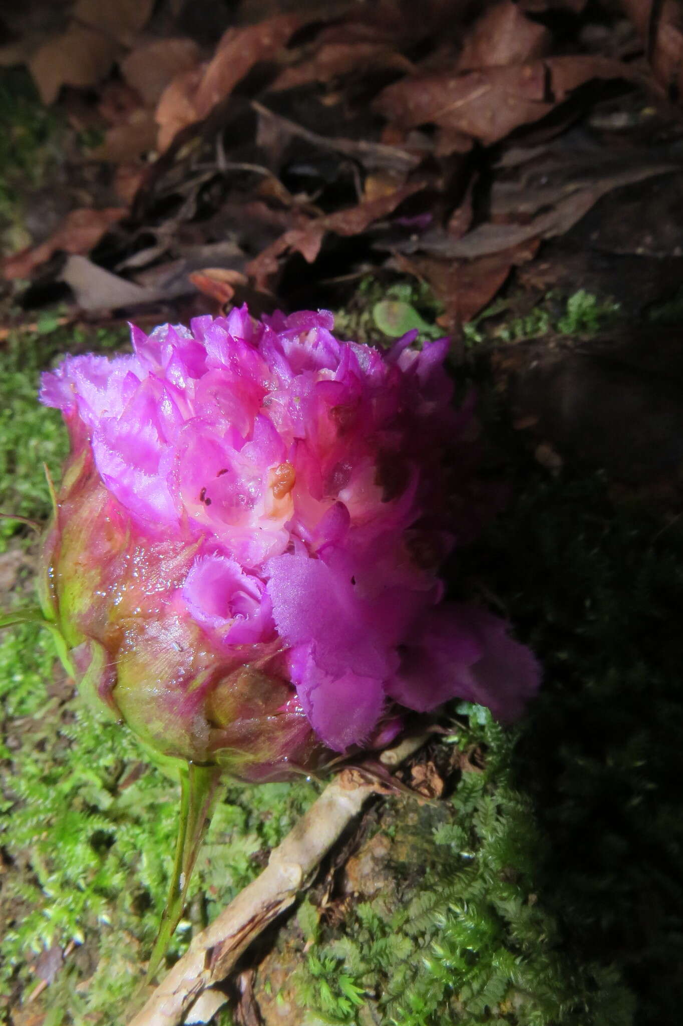 Image of Elleanthus capitatus (Poepp. & Endl.) Rchb. fil.